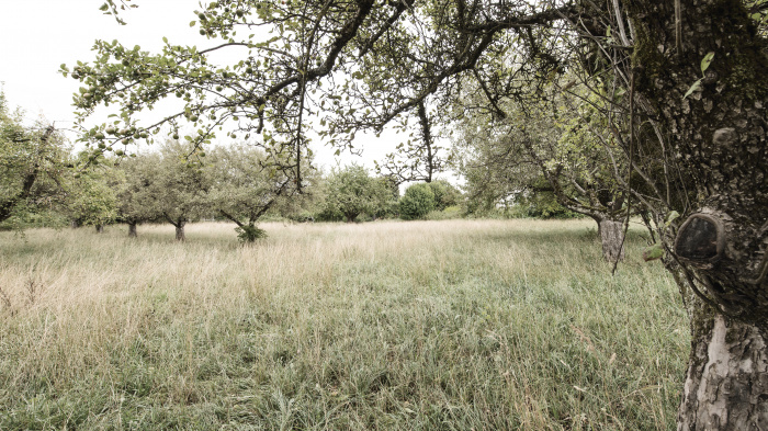 Verger Frauenfeld Immobilienmarketing